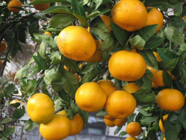 【大阪府内発】 本場和歌山!有田みかん狩り食べ放題と紀州柿狩り体験 日帰り1